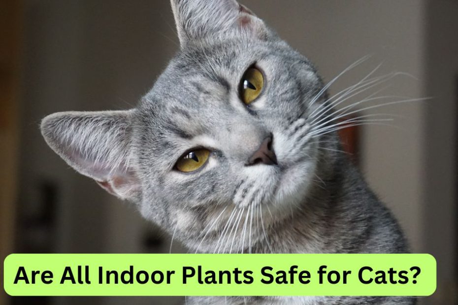 Are All Indoor Plants Safe for Cats? A Comprehensive Guide.