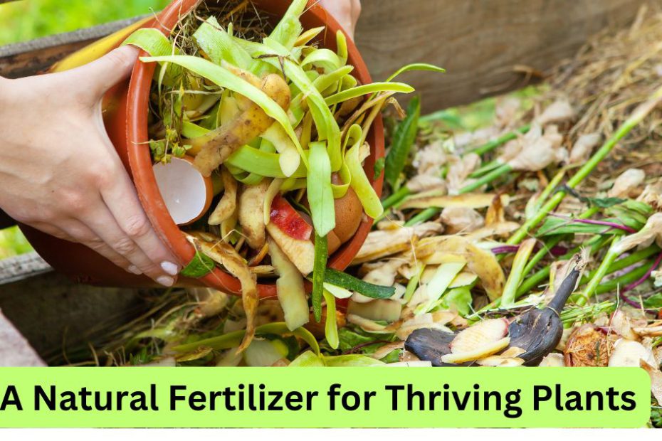 How to Make Compost Tea: A Natural Fertilizer for Thriving Plants