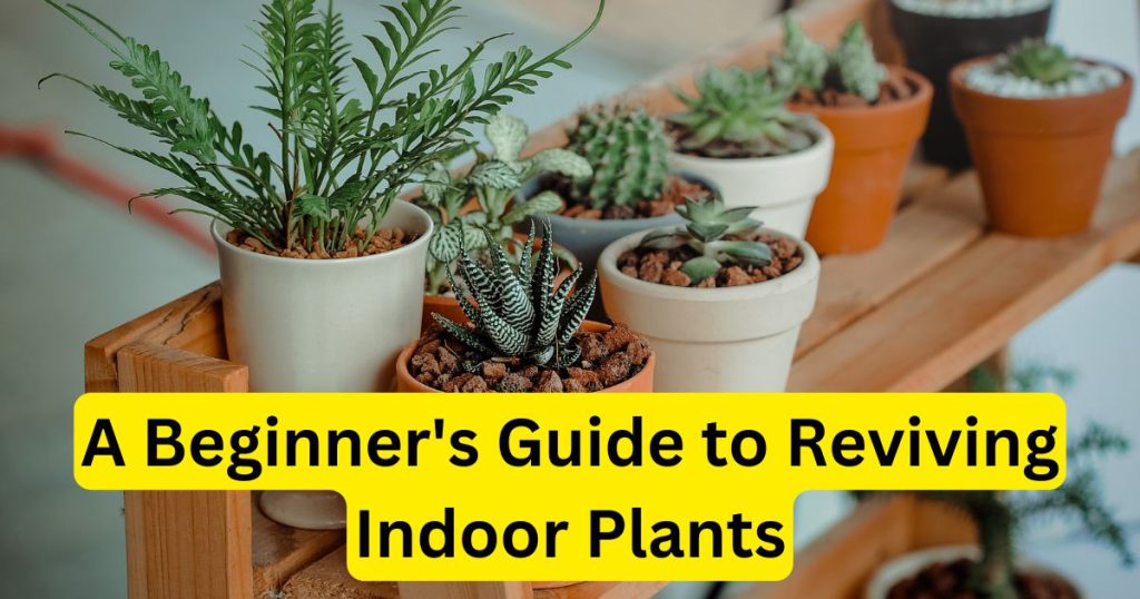 Save Your Dying Plant A Beginner's Guide to Reviving Indoor Plants`