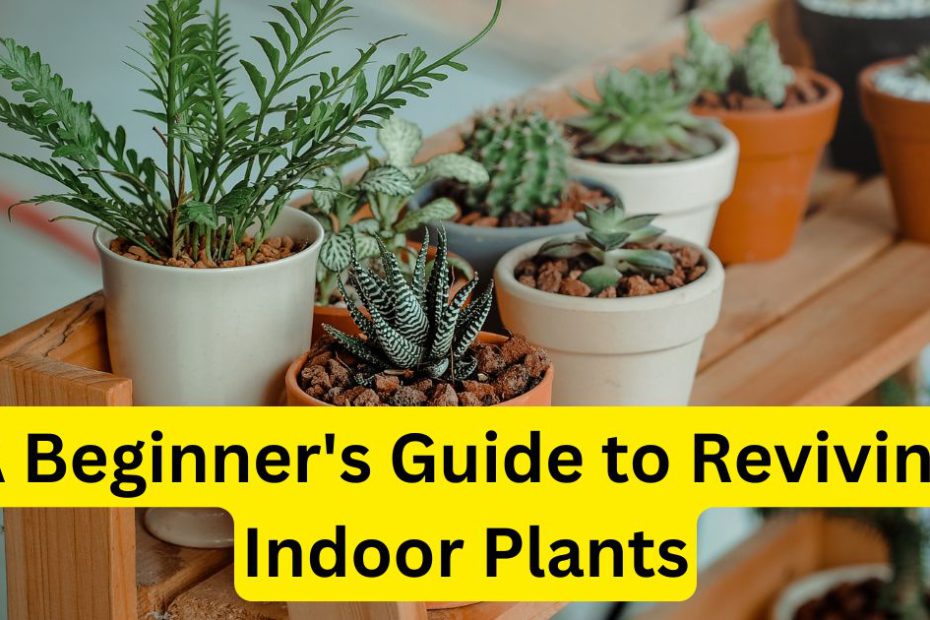 Save Your Dying Plant A Beginner's Guide to Reviving Indoor Plants`